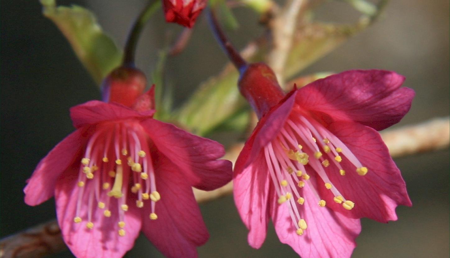 Taiwan cherry