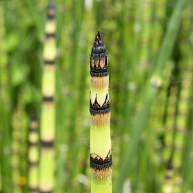 Rough horsetail