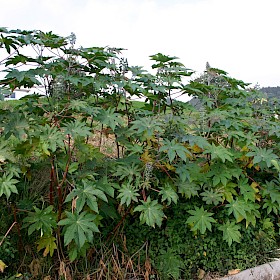 Castor oil plant