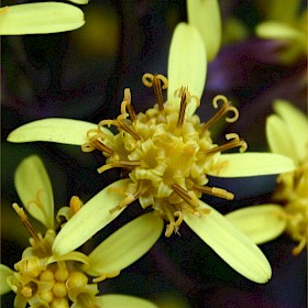 Velvet groundsel