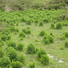 Goat’s rue