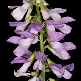 Goat’s rue