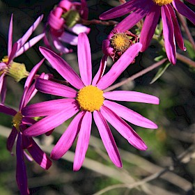 Pink ragwort