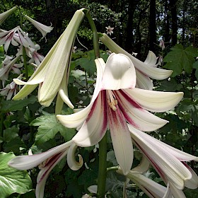 Himalayan giant lily