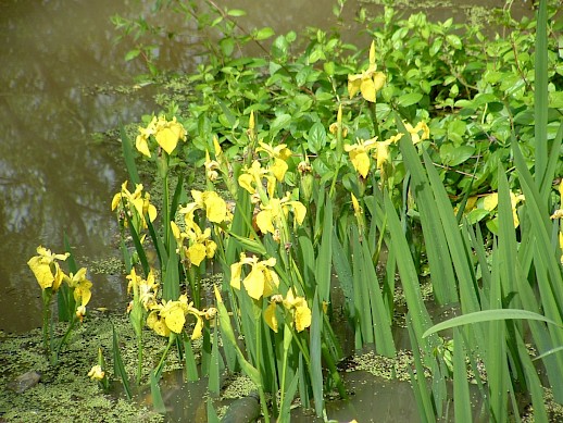 Yellow flag iris on banks of the Waikato River