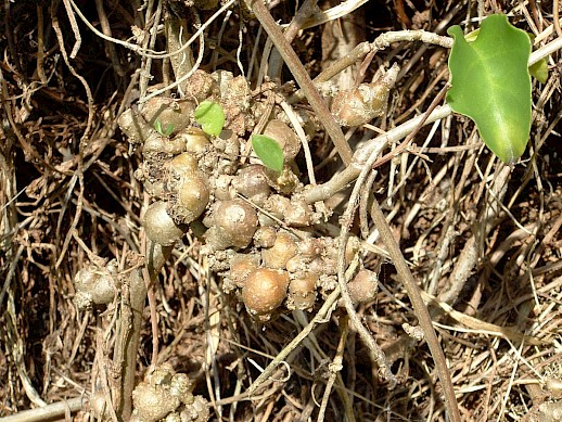 Aerial tubers on mignonette vine