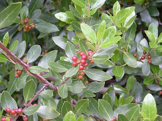 Rhamnus in berry