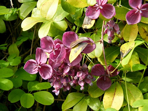 Delightful but destructive: chocolate vine in full flower