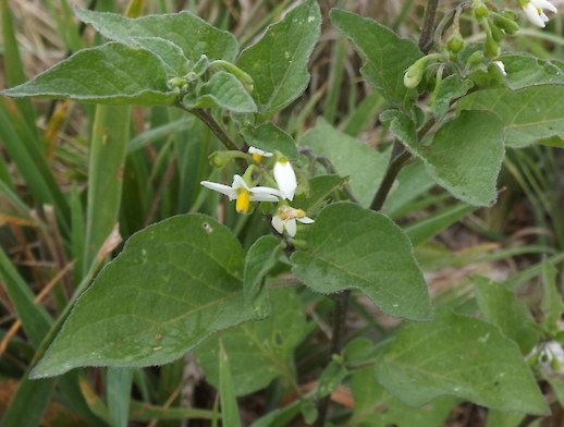 Black nightshade plants will flower and seed when very small