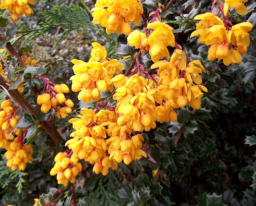 Darwin’s barberry in flower