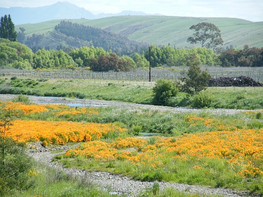 California poppy infestation along a Canterbury braided river