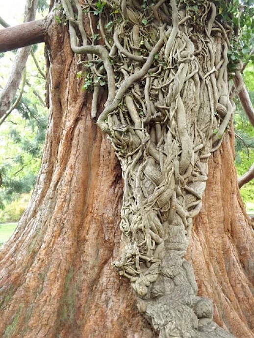 How’s this for an outstanding example of ‘old man’ ivy?
