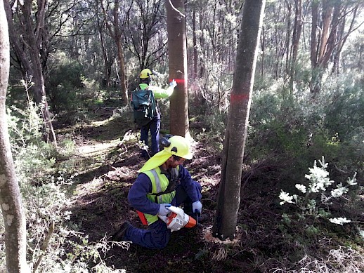 Wattle poisoning. Photo: K. Buttell