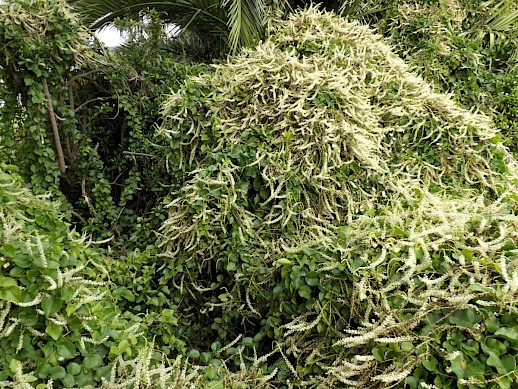 Mignonette vine making a mess of a local park planting