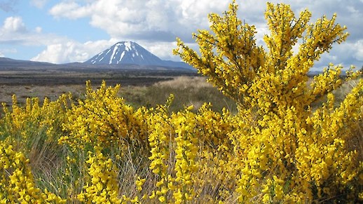 Don’t let our alpine landscapes drown in wild legumes like broom, gorse and lupins