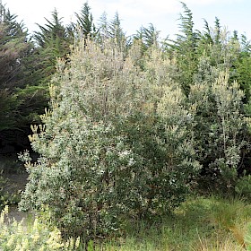 Coastal banksia
