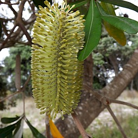 Coastal banksia