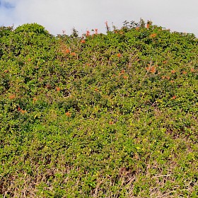 Cape honeysuckle