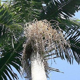 Bangalow palm