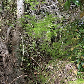 Ferny asparagus