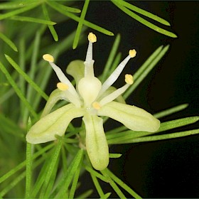 Ferny asparagus