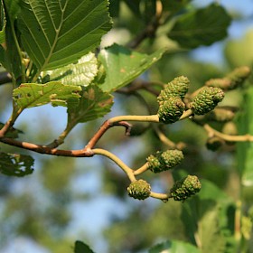 Alder