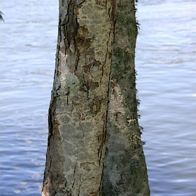 Alder