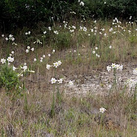 Formosa lily