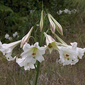 Formosa lily