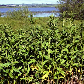 Gypsywort
