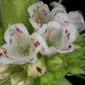 Gypsywort