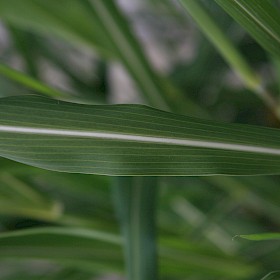 Johnson grass