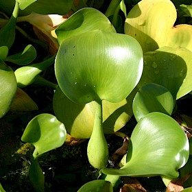 Water hyacinth