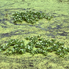Water hyacinth