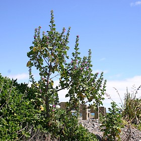 Tree mallow