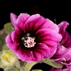 Tree mallow