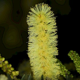 Prickly Moses
