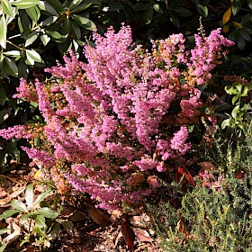 Bell heather