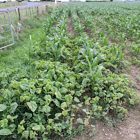 Velvetleaf