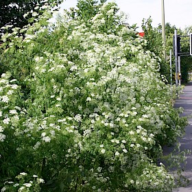 Hemlock