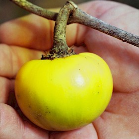 White-edged nightshade