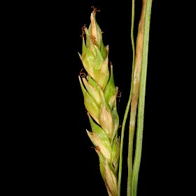 Australian sedge