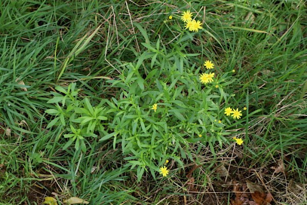 Madagasca ragwort. Credit: AgResearch