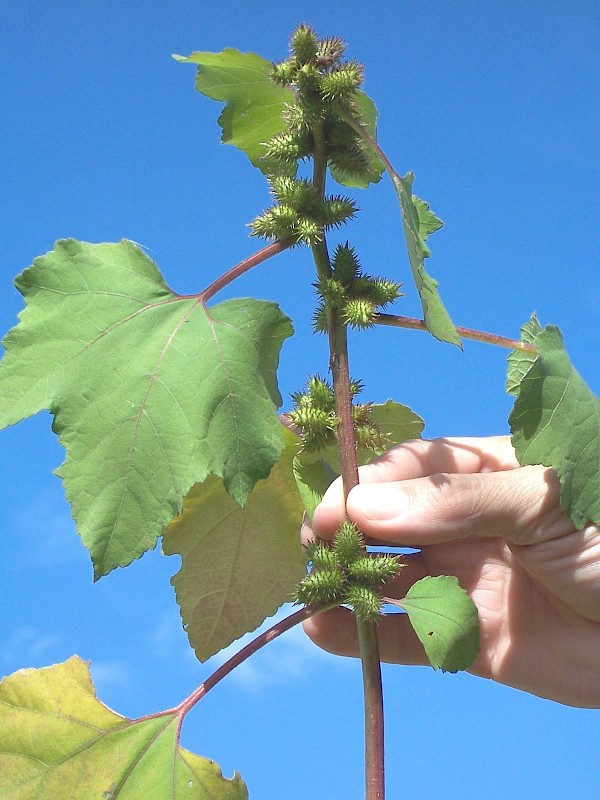 Noogoora bur