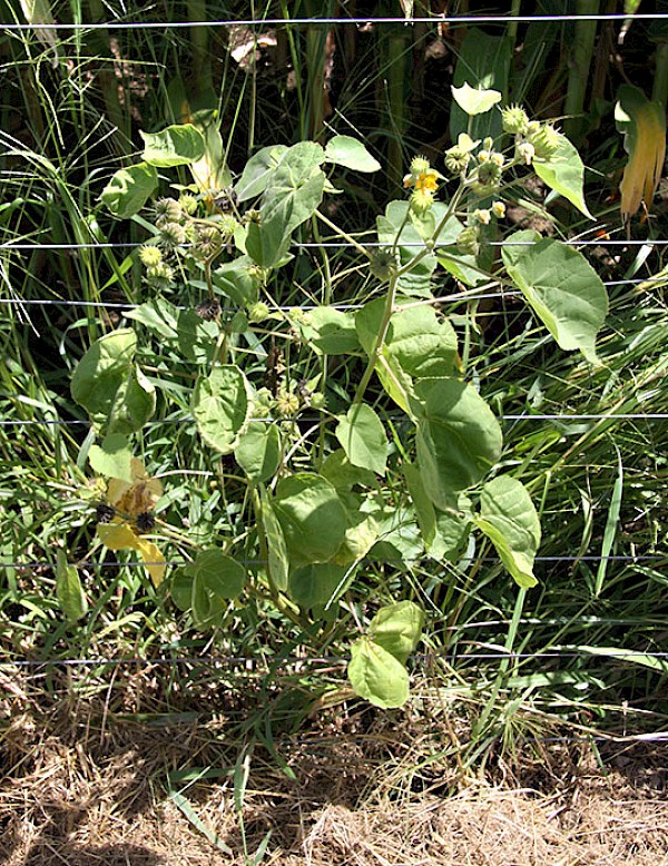 Velvetleaf. Credit: AgResearch